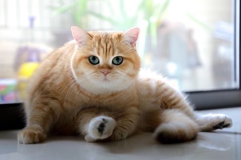 Обои на рабочий стол Рыжая кошка у окна