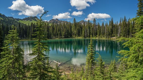 Обои на рабочий стол Маленькое озеро среди деревьев в национальном парке Mount Rainier, USA / Маунт Рейнир, США