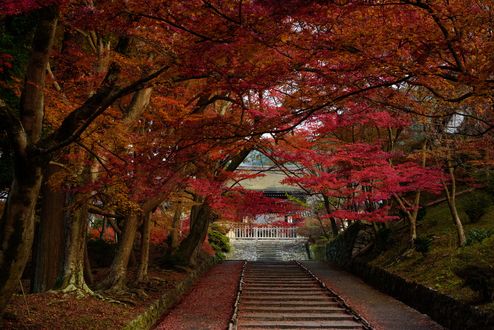 Обои на рабочий стол Аллея в осеннем парке, ведущая к храму, Japan / Япония