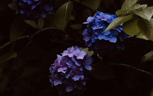 Обои на рабочий стол Гортензия на кусте, by Annie Spratt
