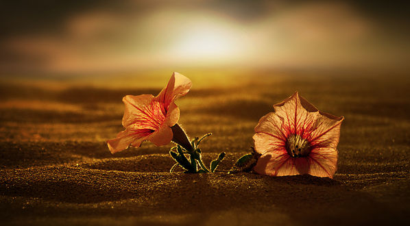 Обои на рабочий стол Два цветка на песке на фоне заката, by Antonio Amati