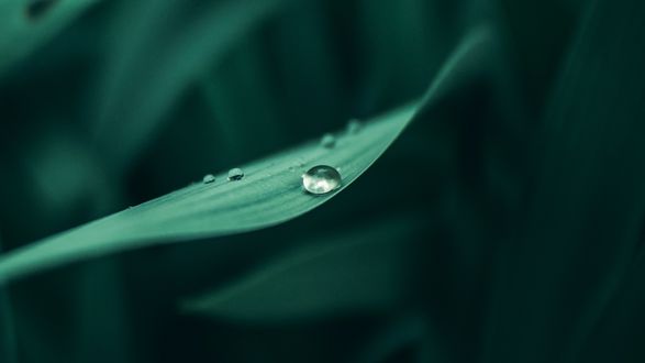 Обои на рабочий стол Капля воды на растении