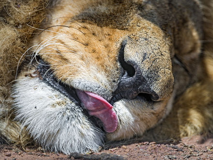 Обои на рабочий стол Спяший лев с высунутым языком, by Tambako The Jaguar