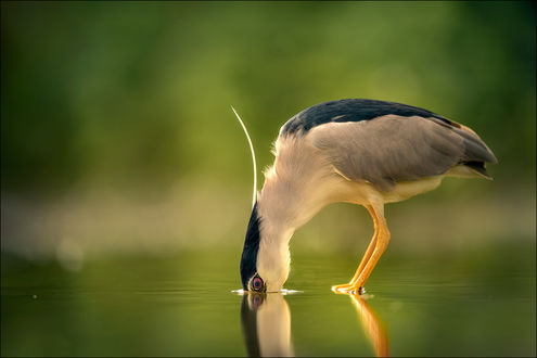 Обои на рабочий стол Птица стоит на воде, опустив клюв, by Georg Scharf