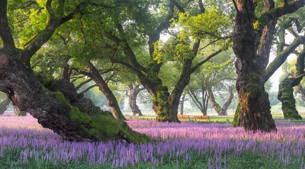 Обои на рабочий стол Солнечное утро в the Wolchulsan National Park / в национальном парке Wolchulsan, South Korea / Южная Корея