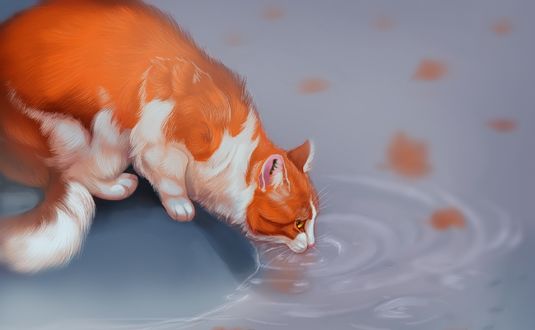 Обои на рабочий стол Рыже-белая кошка лакает воду с лужи, by Followthepaws