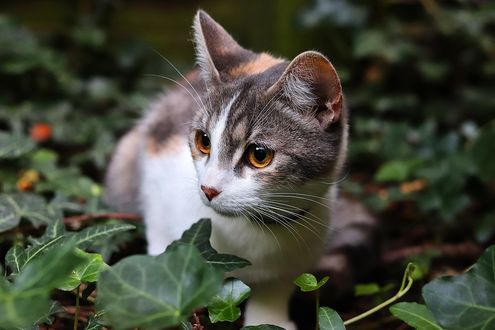 Обои на рабочий стол Трехцветная кошечка среди плюща, by Felina Photography