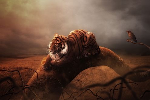 Обои на рабочий стол Тигр лежит на холме, by zizuan