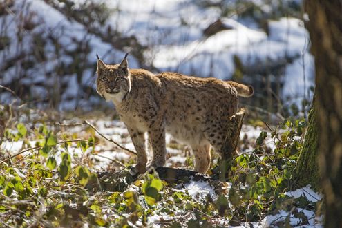 Обои на рабочий стол Рысь на природе, by Tambako The Jaguar