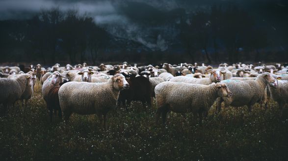 Обои на рабочий стол Стадо овец на лугу