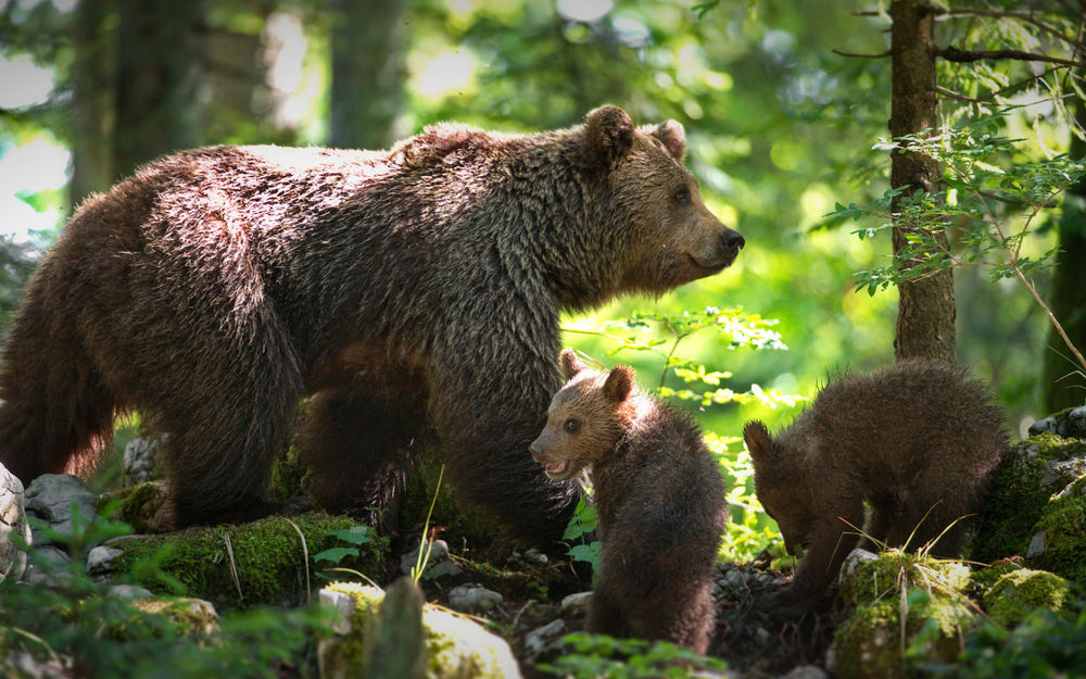 Обои для рабочего стола Медведица с медвежатами в лесу, фотограф Александр Перов