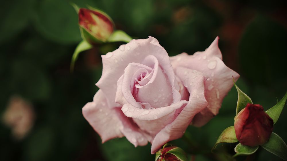 Обои для рабочего стола Розовая роза в каплях росы с бутонами крупным планом