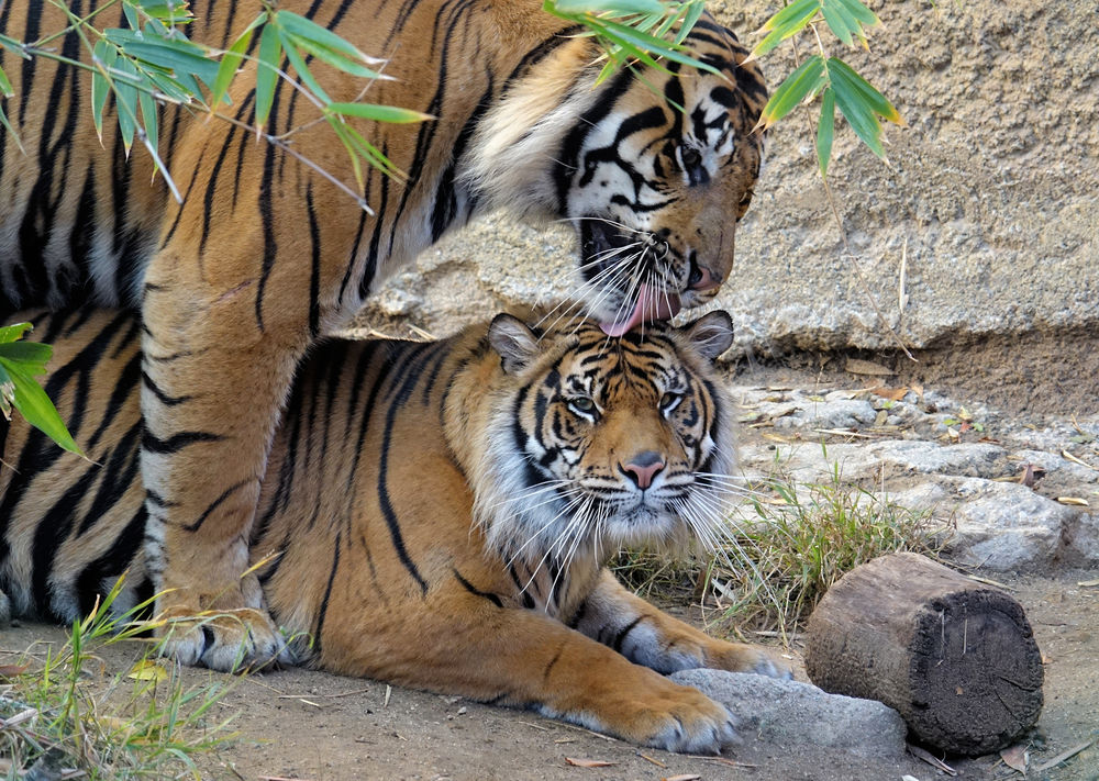 Обои для рабочего стола Пара суматранских тигров, Los Angeles Zoo - Los Angeles, California / Лос-анджелесский зоопарк - Лос-Анджелес, Калифорния, by Elena Mavros