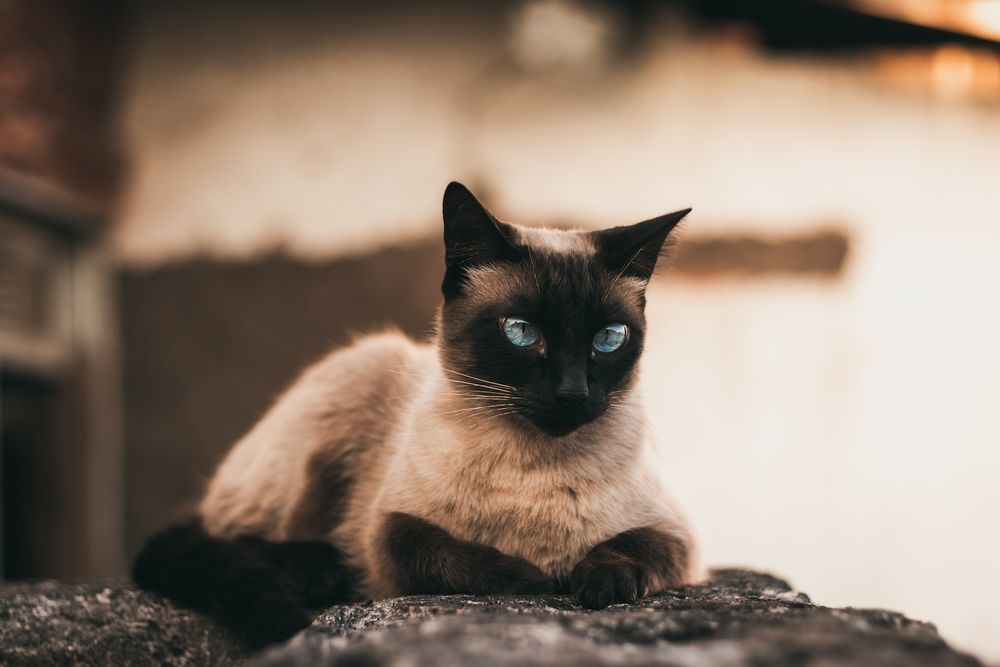 Обои для рабочего стола Сиамская кошка с голубыми глазами, by Pedro Dutra