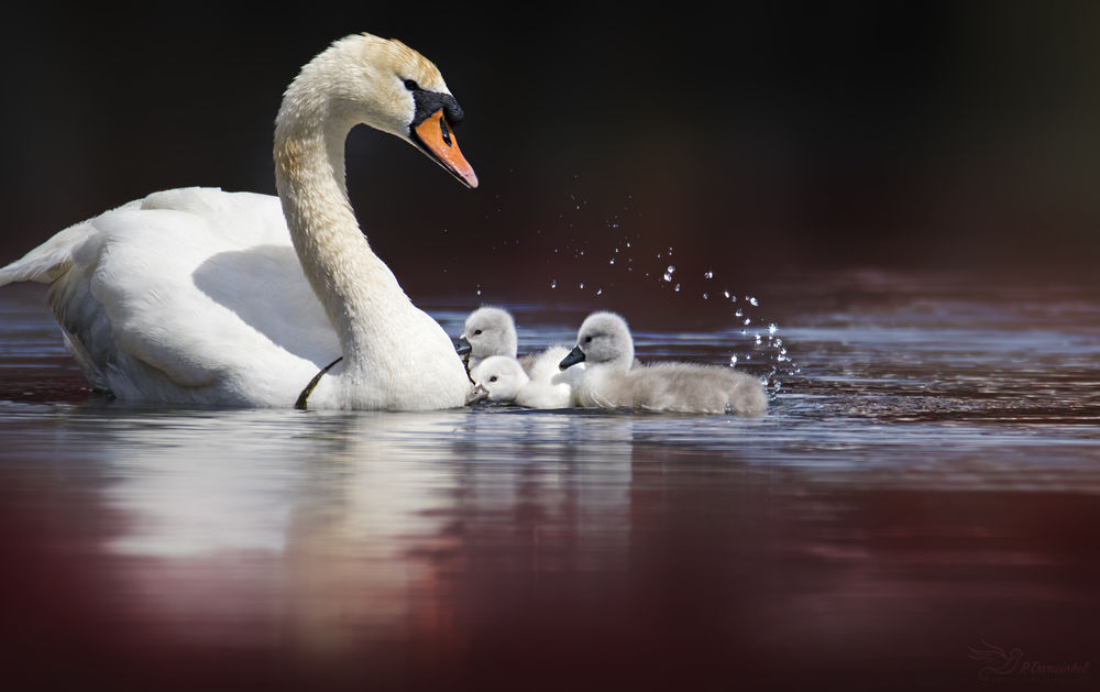 Обои для рабочего стола Лебедь с птенцами на воде, by PaulaDarwinkel