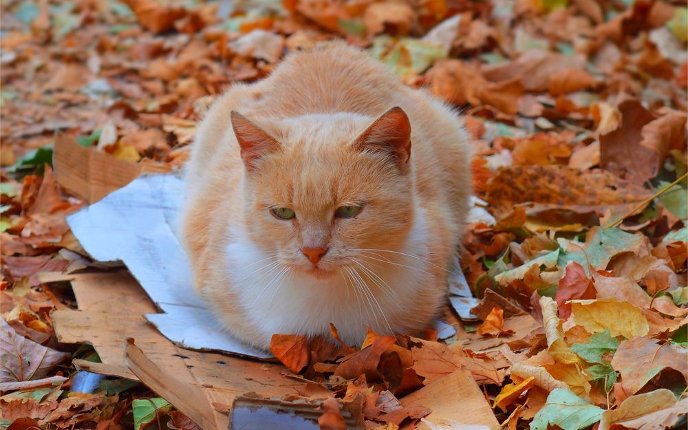 Обои для рабочего стола Рыжая кошка на осенней листве