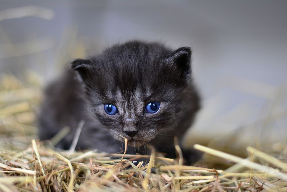 Белый котенок с голубыми глазами фото