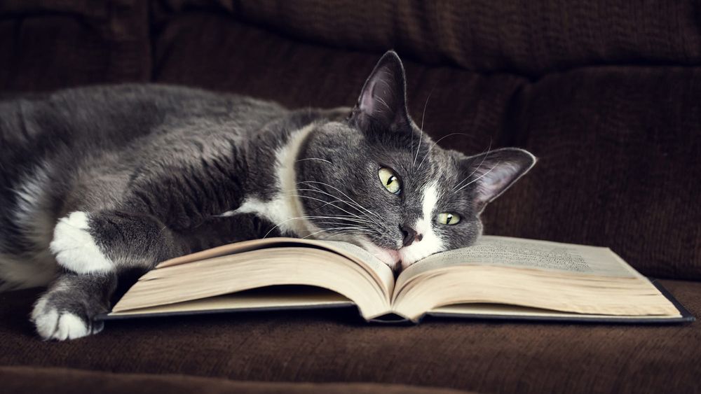 Обои для рабочего стола Черно-белый кот лежит на раскрытой книге