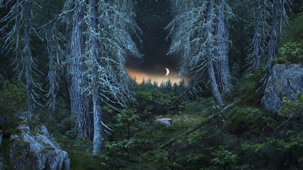 Фон леса для фотошопа ночью