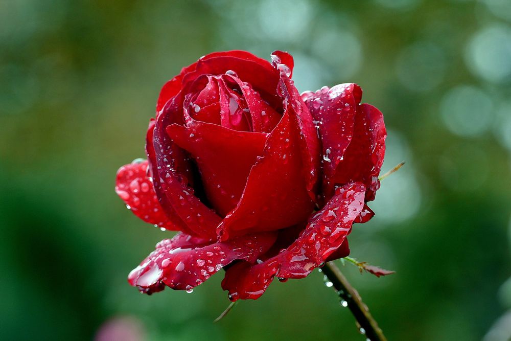 Обои для рабочего стола Красная роза в каплях росы на размытом фоне, фотограф Bernard Spragg