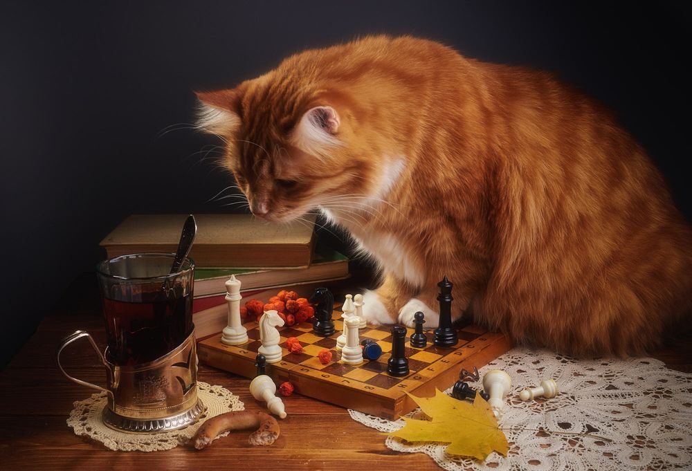 Обои для рабочего стола Рыжий кот смотрит на стакан чая, сидя на столе и поставив передние лапки на шахматную доску