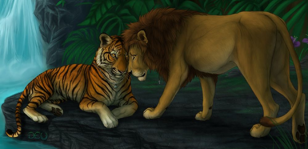 Обои для рабочего стола Лев и тигрица у водопада, by DeyVarah