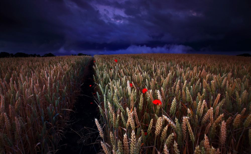 Обои для рабочего стола Маки среди пшеничного поля на фоне темного облачного неба