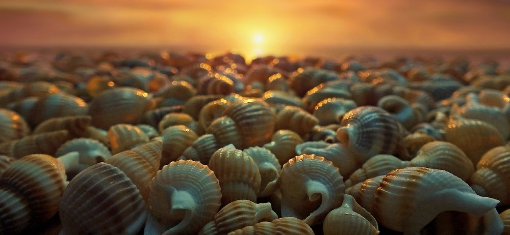 Обои для рабочего стола Ракушки на фоне заката, by Antonio Amati