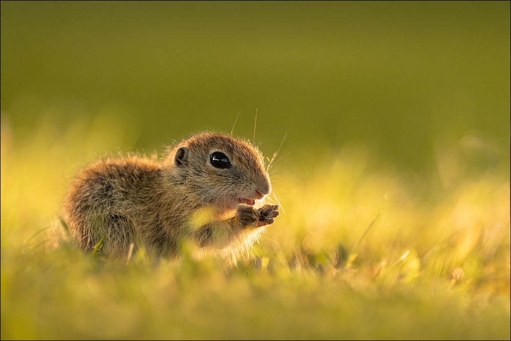 Обои для рабочего стола Белочка в траве, by Georg Scharf