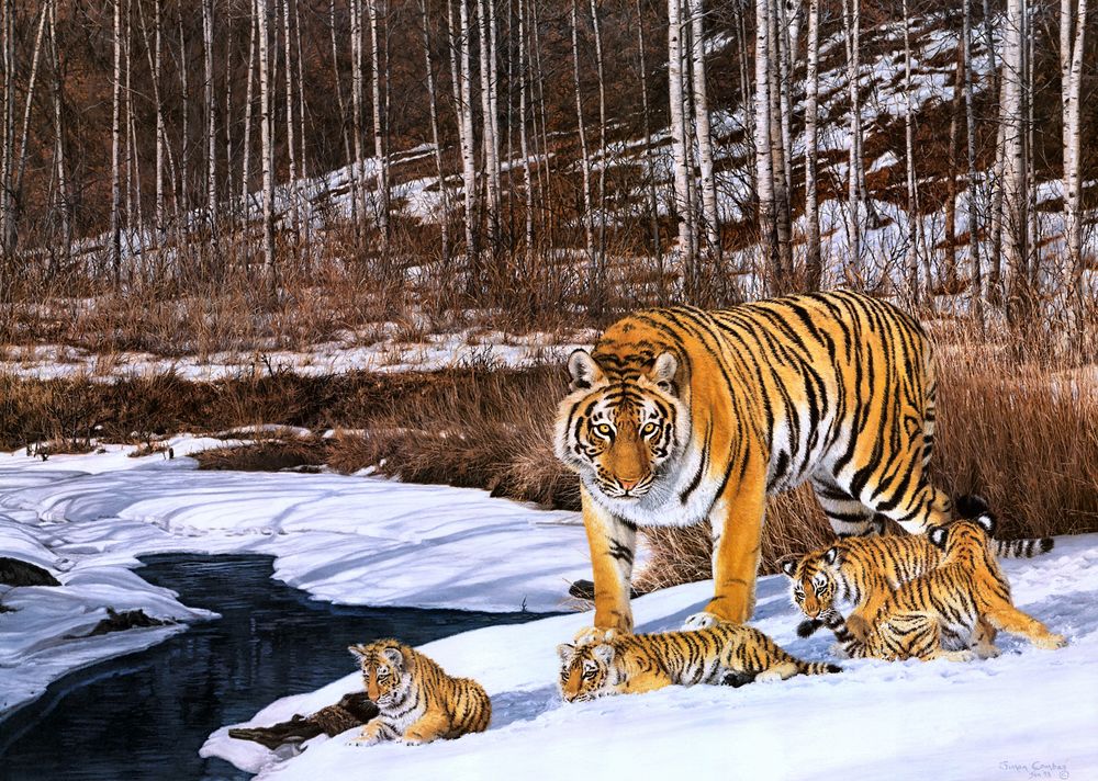 Обои для рабочего стола Амурская тигрица с тигрятами у проталины ранней весной, художник Simon Combes