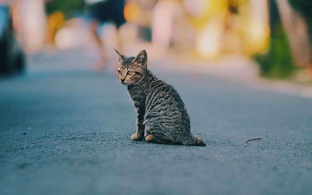 Кошка сидит на кровати