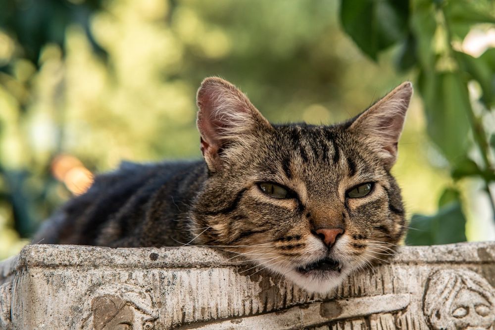 Кот лезет через забор картинка