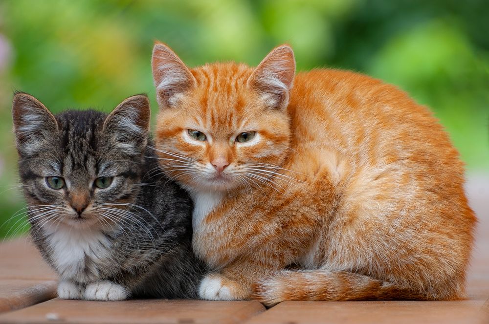 Обои для рабочего стола Два котенка (тигрового окраса и рыжий) лежат на лавке и смотрят в камеру