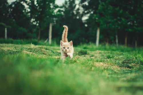 Обои на рабочий стол Милый котенок идет по траве, by Andrii Podilnyk