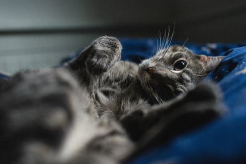 Обои на рабочий стол Кошка лежит на постели, фотограф Kazuky Akayashi