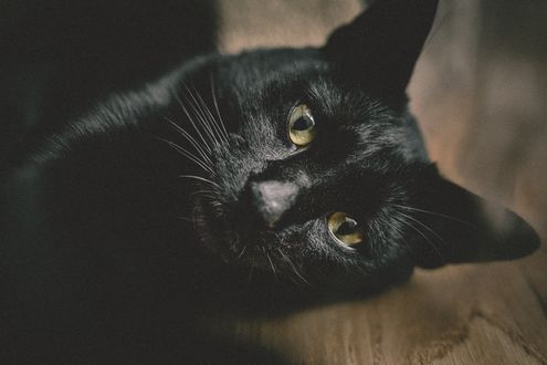 Обои на рабочий стол Черная кошка смотрит на нас, фотограф Kazuky Akayashi