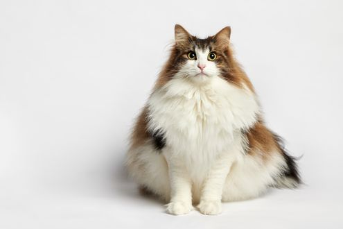 Обои на рабочий стол Жирнючий кошарик, который любит похомячить все на свете