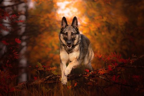Обои на рабочий стол Овчарка бежит по осеннему лесу, by Ilona Mikkonen Photos