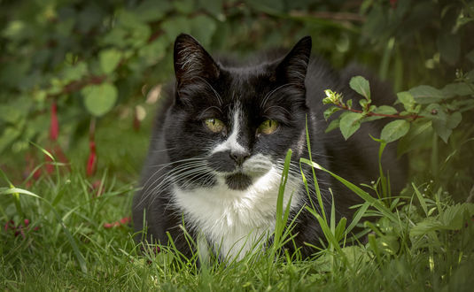 Обои на рабочий стол Черная кошка с белой грудкой лежит в траве, by Jonnyfez