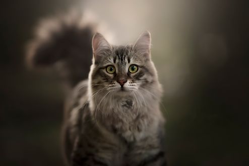 Обои на рабочий стол Серо-белая кошка стоит и смотрит в камеру