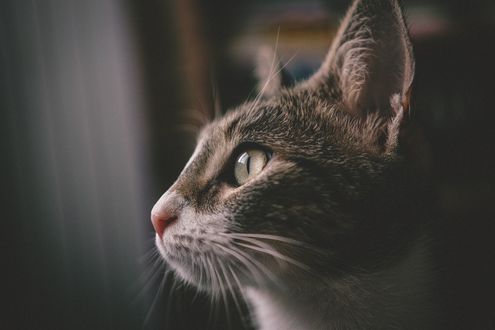 Обои на рабочий стол Портрет кошки в профиль, фотограф Kazuky Akayashi