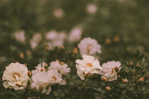 Обои на рабочий стол Белые розы на кусте, by Anita Austvika