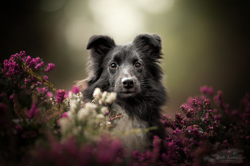 Обои на рабочий стол Собака за цветами, by Nicole Trenker Fotografie