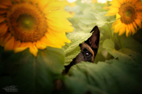 Обои на рабочий стол Собака в подсолнухах, by Nicole Trenker Fotografie