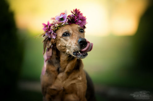 Обои на рабочий стол Собака с венком на голове показывает язык, by Nicole Trenker Fotografie