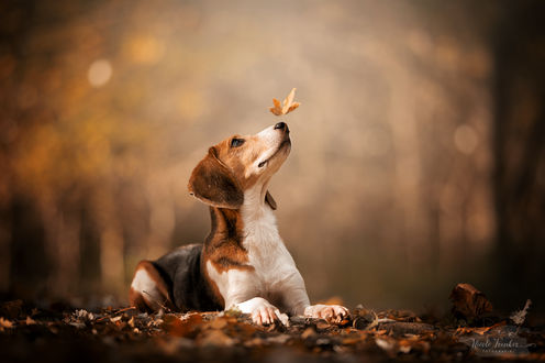 Обои на рабочий стол Собака с осенним листиком, падающим на нос, by Nicole Trenker Fotografie