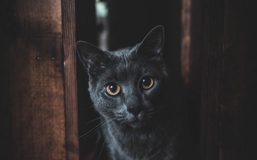 Обои на рабочий стол Черный кот у двери, by allison christine