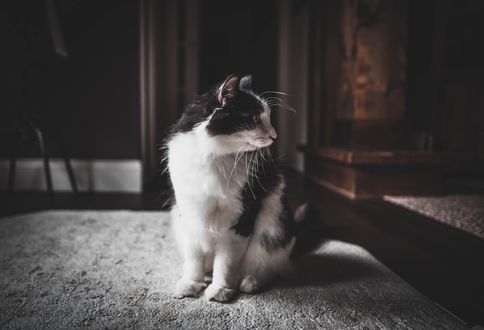 Обои на рабочий стол Черно-белый кот смотрит в сторону, by allison christine