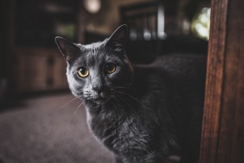 Обои на рабочий стол Черный кот у двери, by allison christine
