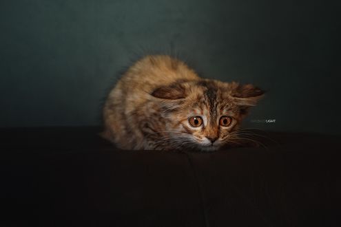 Обои на рабочий стол Испуганный котенок, фотограф Alexander Drobkov
